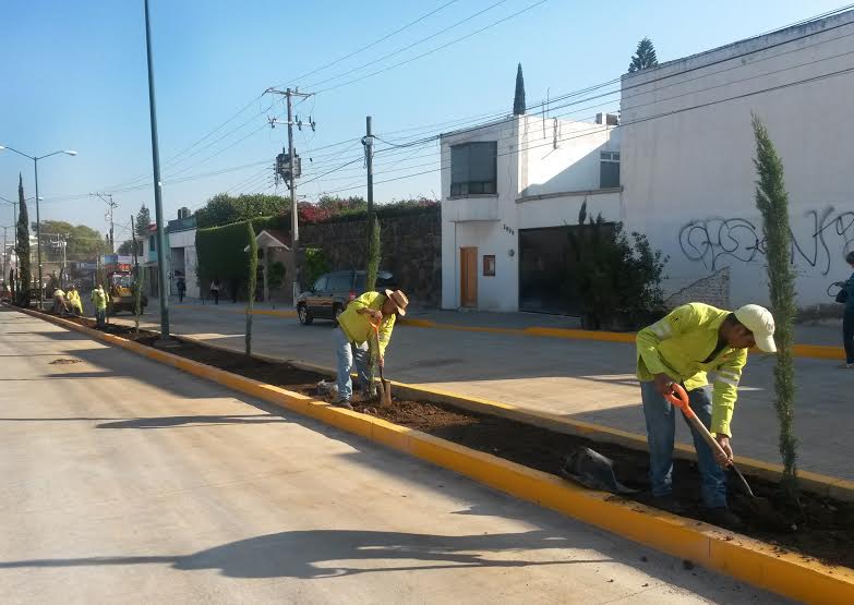 colocación de árboles Morelia