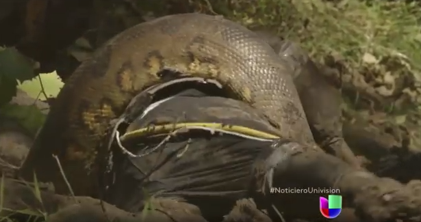 Después de tanto publicitar el documental que seria lanzado este 7 de diciembre por parte de Discovery Channel en el que un científico se dejaría devorar vivo por una anaconda finalmente fracaso, pues en cuanto el científico sintió como devoraba su brazo empezó a pedir ayuda al equipo que lo acompañaba.