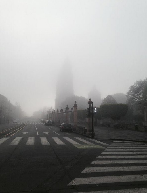 Morelia neblina 1