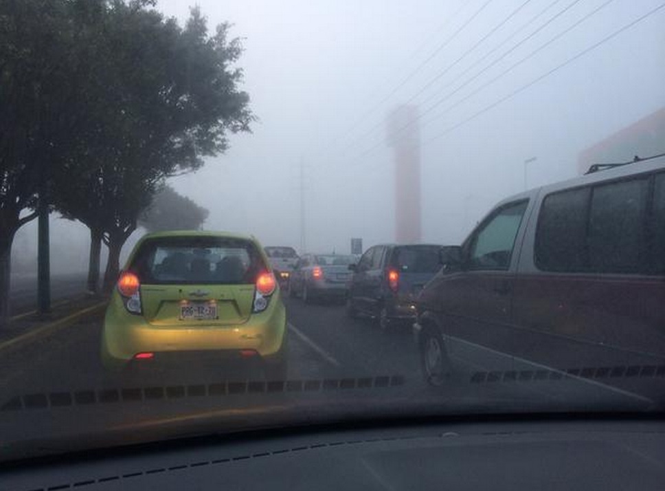 Morelia neblina 3