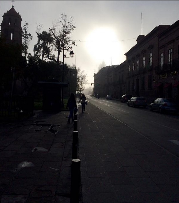 Morelia neblina