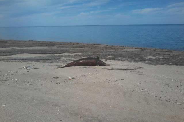 delfines muertos baja california 2