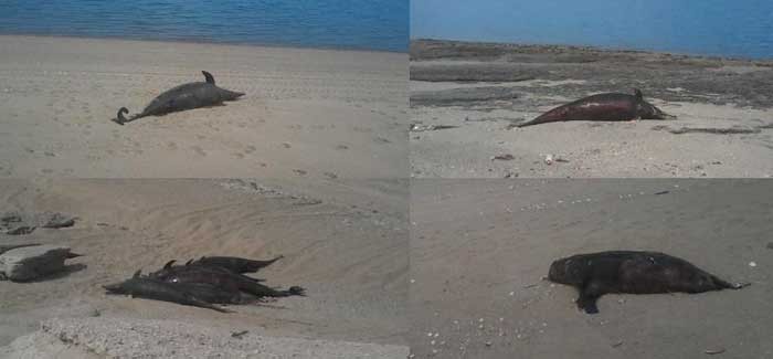 delfines muertos baja california