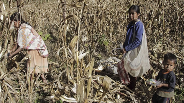 49 indígenas mixtecos del estado de Guerrero fueron rescatados en un campo agrícola por ser explotados laboralmente el pasado fin de semana.