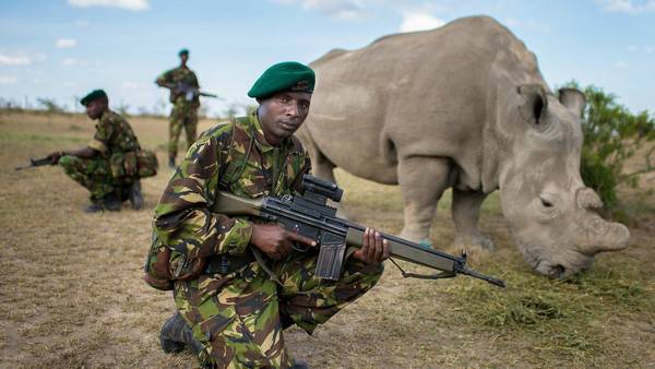 Sudán rinoceronte blanco custodiado las 24 hrs