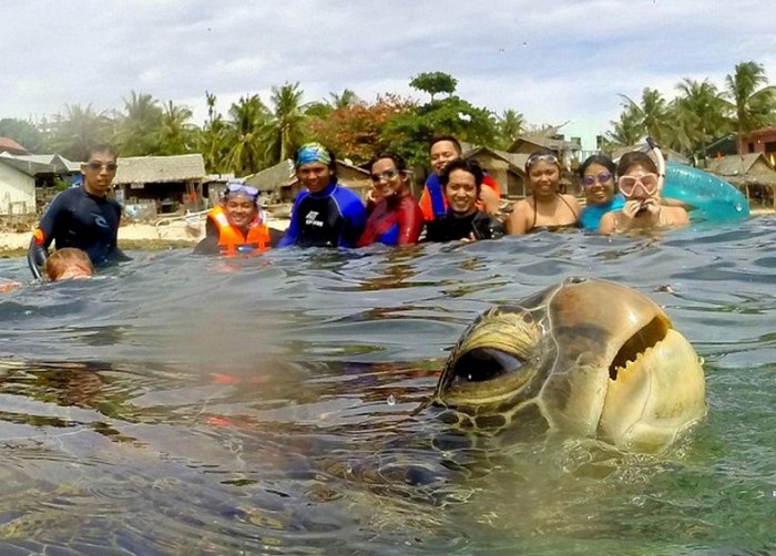 Una tortuga roba cámara mientras se toman la foto