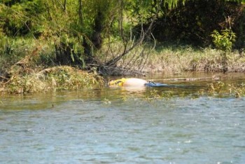 cadáver hombre Río Balsas Lázaro Cárdenas