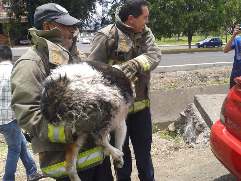 morelia bomberos perrita rescate