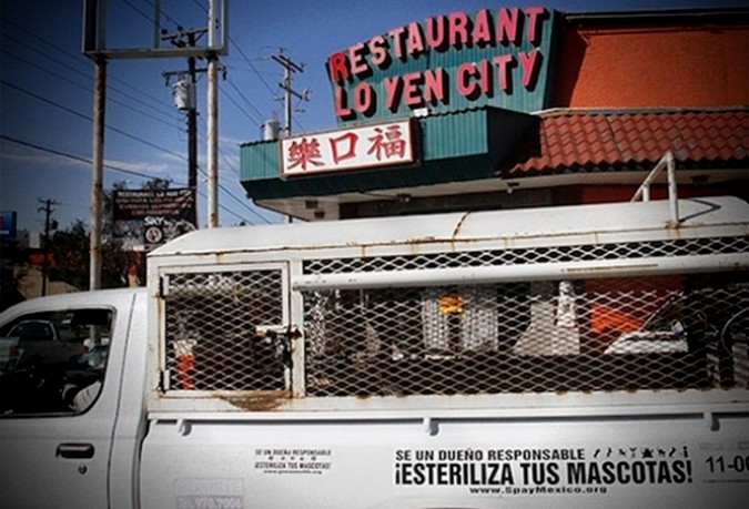 restaurante de comida china cocinaba perros