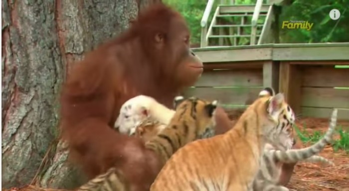 Orangután Causa Ternura Al Cuidar A Tigres Bebés En Las Redes