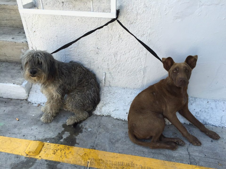 perritos abandonados en cocan