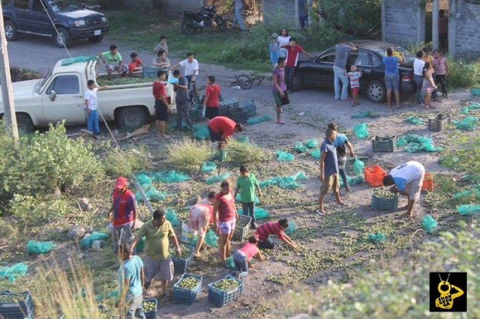 PARÁCUARO Vuelca un camión con cargamento de limón_ chofer resulta levemente herido (3)