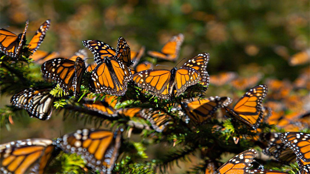 mariposa-monarca