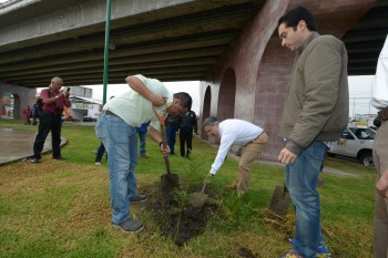 reforestacion (14)