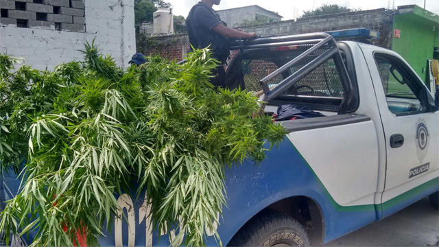 mota-plantio-Michoacan