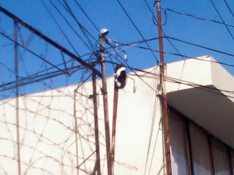 gato en poste de vasco de quiroga