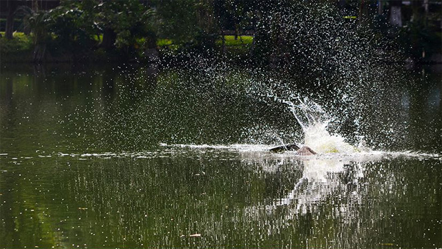 Aguila-pescadora-Zoologico-de-Morelia-4