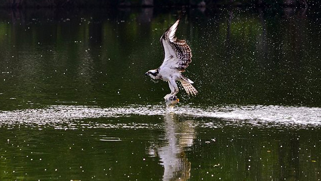 Aguila-pescadora-Zoologico-de-Morelia-9