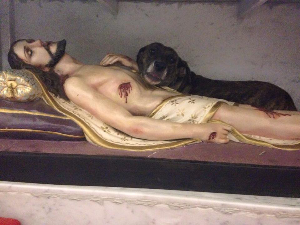 perrita duerme jesús 3