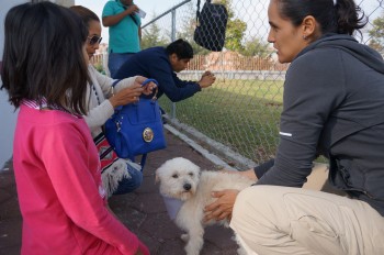 feria de adopción ayuntamiento