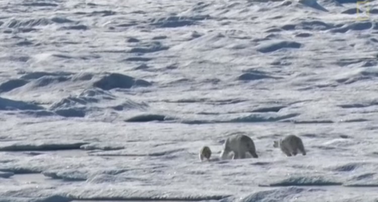 Captan A Oso Polar Devorando A Su Propio Hijo #Video 1