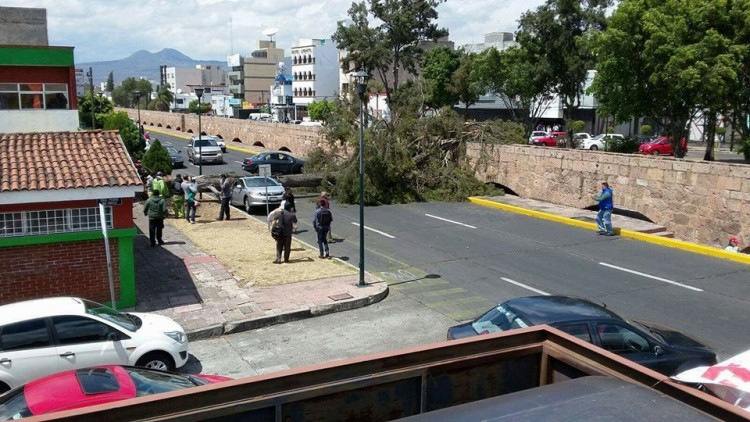 foto arbol caido