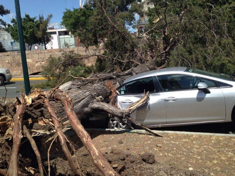 fotos arbol caido