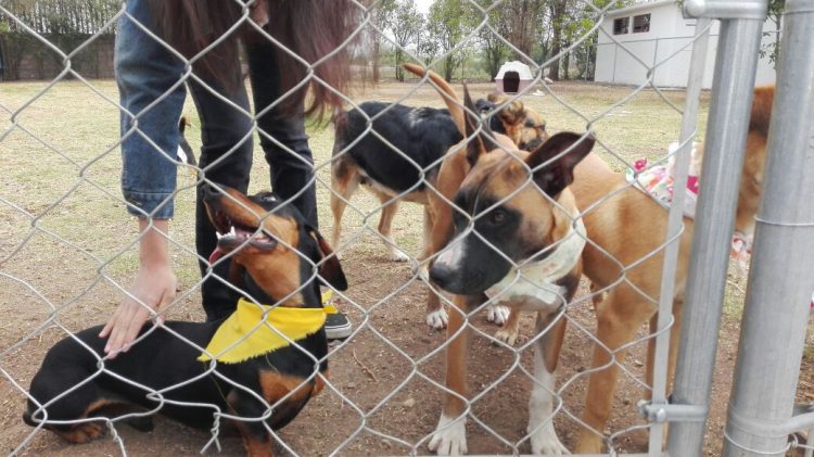 Feria de la adopcion