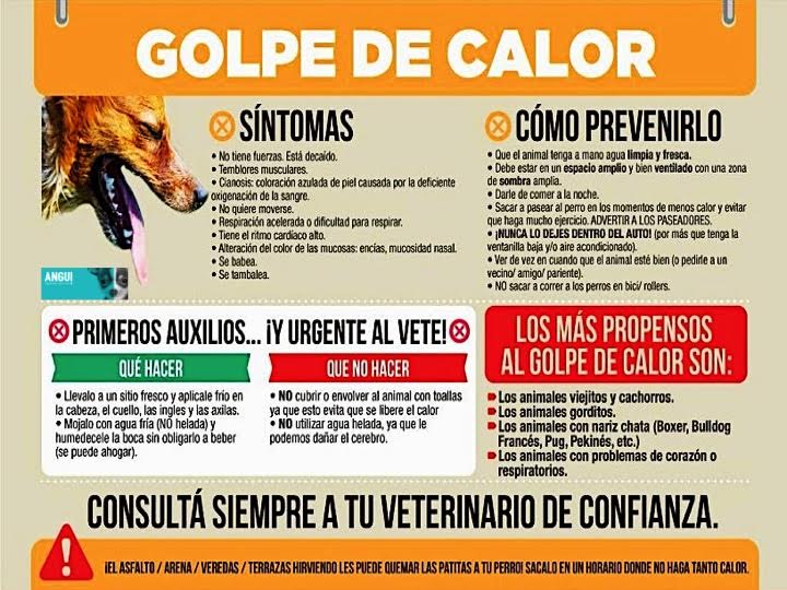 golpe de calor perros mascotas