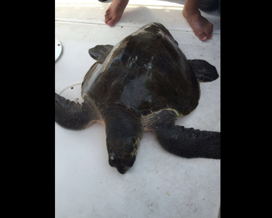 muerte de tortugas y delfin en nuevo vallarta-profepa