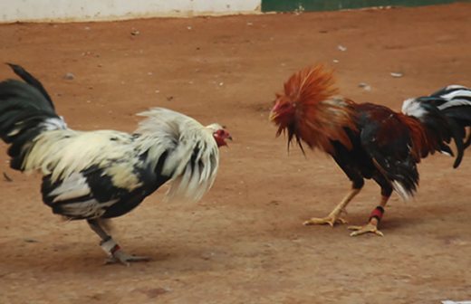 pelea de gallos 2