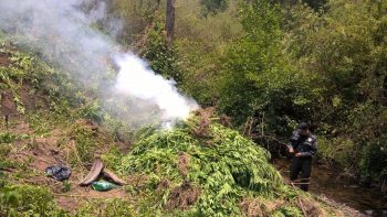 CIUDAD HIDALGO PGR destruye plantío de marihuana en San Antonio Villalongín (3)