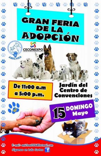 FERIA ADOPCION