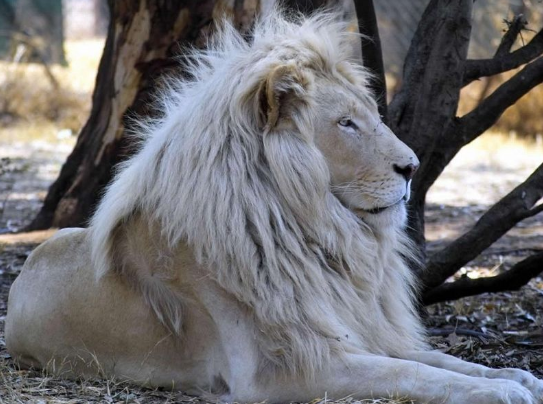 muere leon blanco-zoologico de morelia