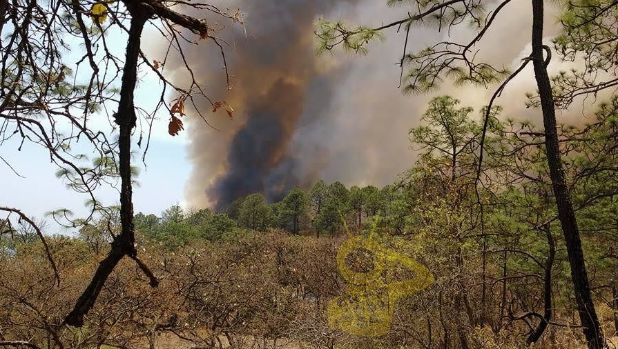 tancitaro incendio buena