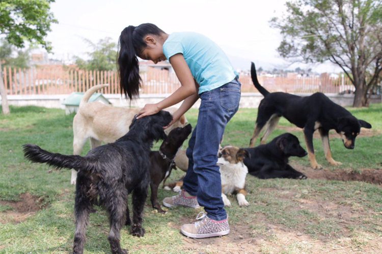 Centro-de-Atención-Animal,-puso-en-marcha-la-Feria-de-la-Adopción-3