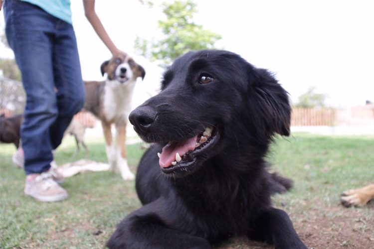 Centro-de-Atención-Animal,-puso-en-marcha-la-Feria-de-la-Adopción-1