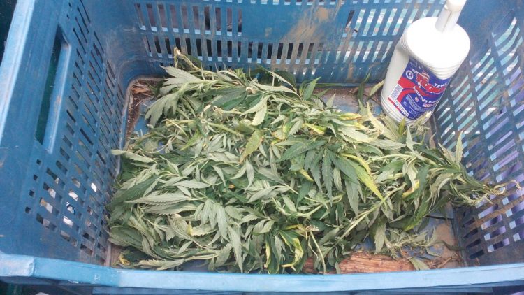 MORELIA Detienen a cinco que traían marihuana (2)