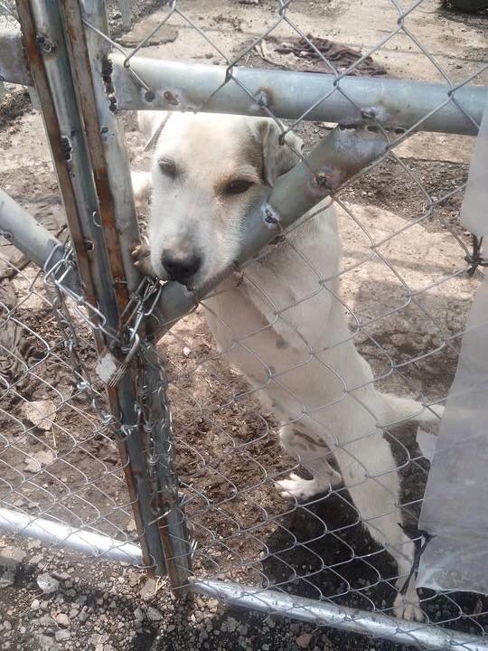 perrita abandonada