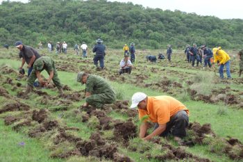 reforestacion