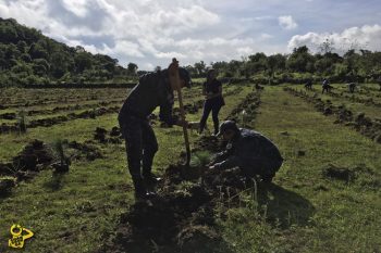 reforestacion-Gendarmeria