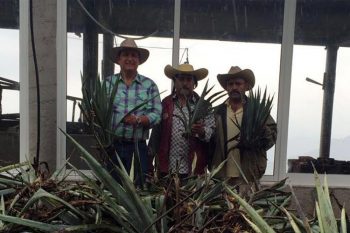 Plantas-De-Agave-A-Mezcaleros--1