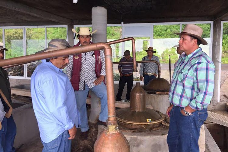 Plantas-De-Agave-A-Mezcaleros--2