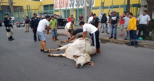 toros cebu rojo gomez