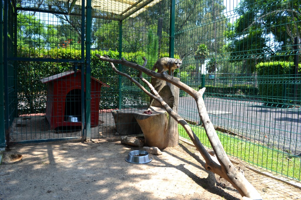 zorra zoo 4