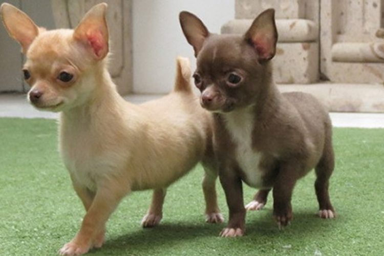 chihuahuas