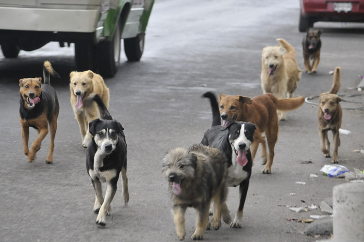 perros-callejeros-foto