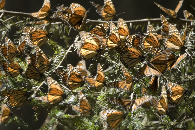 mariposa-monarca-3