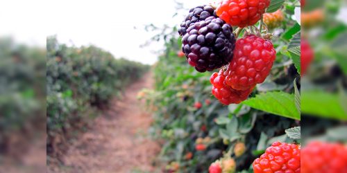 berries-michoacan