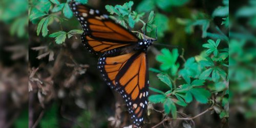 encabeza-silvano-apertura-de-santuarios-de-la-mariposa-monarca-1